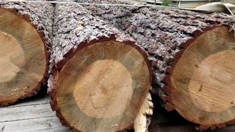 Lots Of Blue Ponderosa Pine Logs Please Read Below Youtube