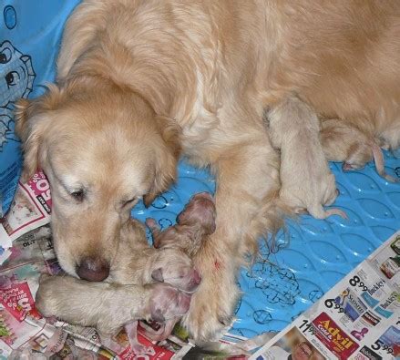 We also serve san diego ca. Jefflaur Kennel - Breeder of CKC Golden Retrievers ...