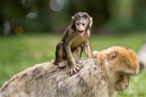 ¿se Puede Tener Un Mono Como Mascota Normativa Y Detalles A Considerar