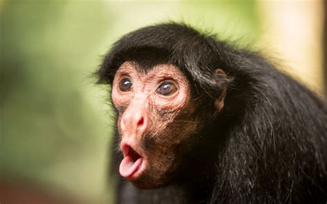 Monkeys Snout Animals Monkey Face Funny Humor Comedy Tongue Wallpaper