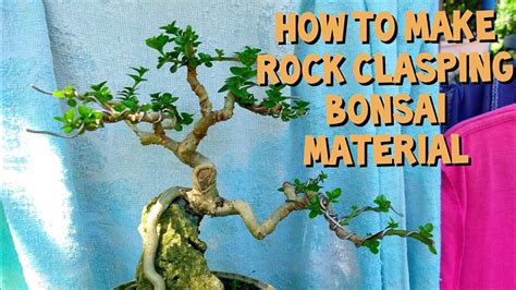 How To Make Rock Clasping Bonsai Rock Clasping Argao Taiwan