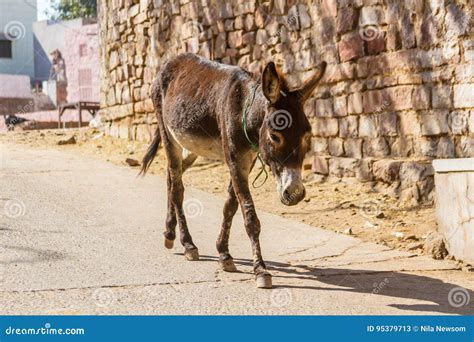 Donkey In Jodhpur Stock Image Image Of Marble Asian 95379713