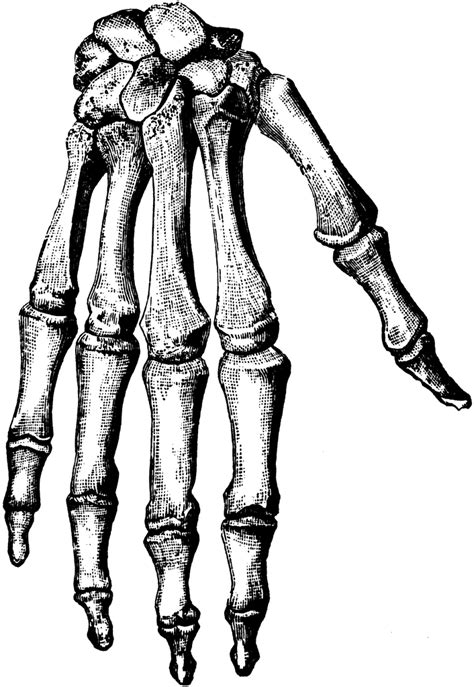 Bones Of The Hand Clipart Etc Skeleton Hand Tattoo Bone Tattoos
