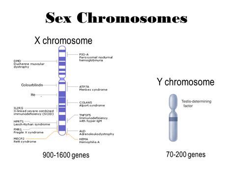 Can A Recessive Trait Be On The Y Chromosome Sex Chromosomes