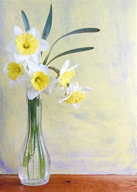 Daffodil Still Life Photograph By Jennifer Huls Fine Art America