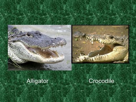 Alligators And Crocodiles