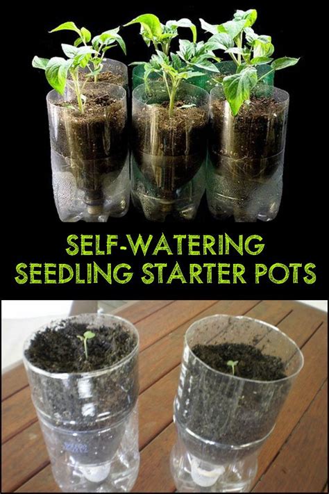 Diy Self Watering Seed Starter Pots The Owner Builder Network