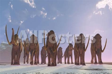 A Herd Of Columbian Mammoths Migrate To A Warmer Climate Posters By