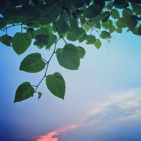 Green Leaf On Sunset Blue Sky In Nature Stock Image Image Of Garden
