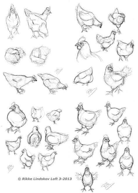 Chicken Sketches By Gwennafran On Deviantart Animal Drawings Chicken