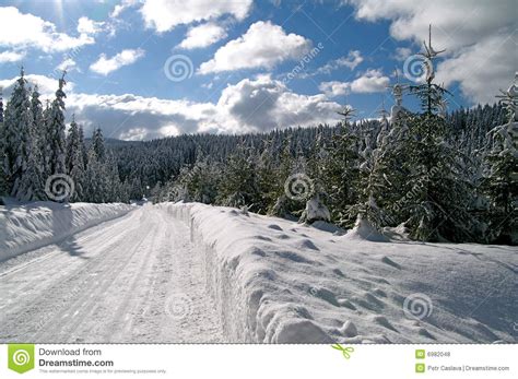 Winter Snow Path Stock Photo Image Of Frozen Sprig