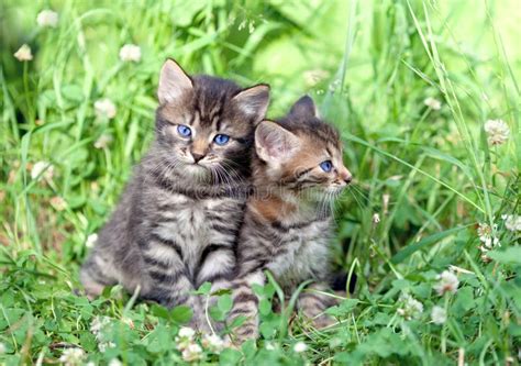 Two Kittens Sitting In A Basket Together Stock Photo Image Of Polka