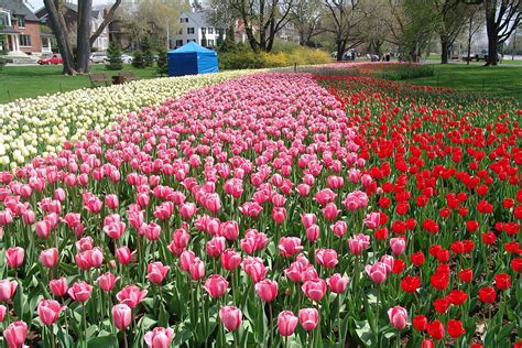 40 Colorful Photos Of The Canadian Tulip Festival Boomsbeat