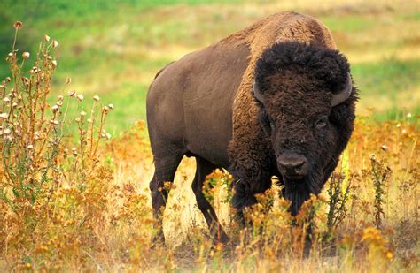Free Picture Buffalo American Animal