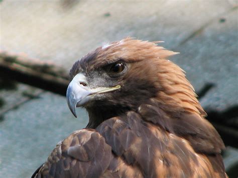 Fileaquila Chrysaetos Golden Eagle 0b Wikimedia Commons