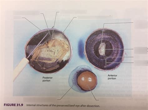 Figure 319 Internal Structures Of The Cow Eye Diagram Quizlet