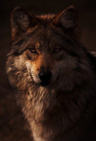 Pin By Charles Hudson On Witch Of The Shire Mexican Gray Wolf Wolf
