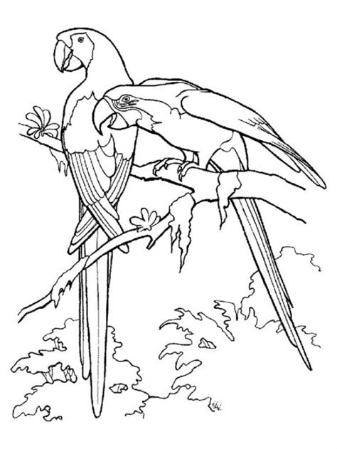 Rainforest Birds Coloring Pages Biological Science Picture Directory