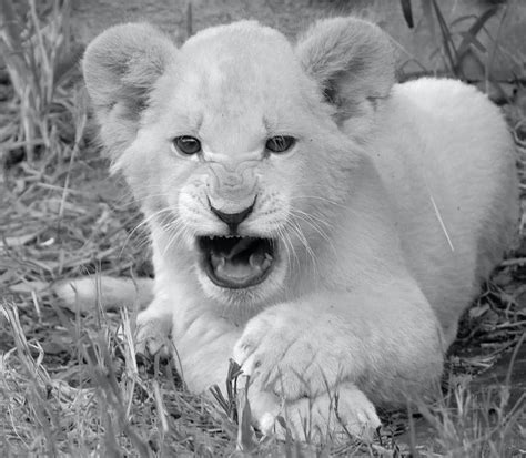 Free Stock Photo Of White Lion Cub