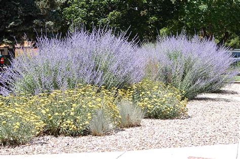 How To Grow And Care For Russian Sage Salvia Yangii Make House Cool