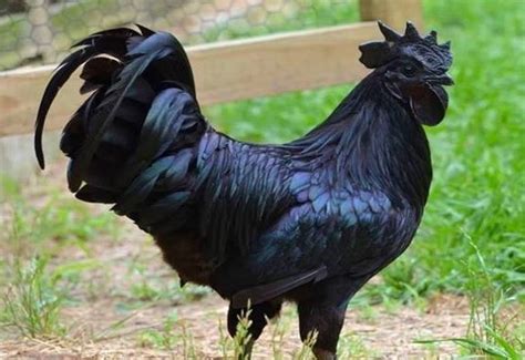 En Una Granja Hay Un Gallo Totalmente Negro Súper Extraño
