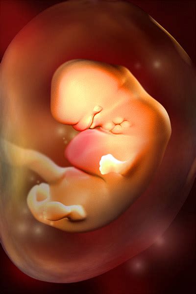 6 Weeks Pregnant - Parents.com