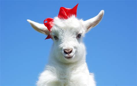 Cute Goats Wallpapers Pictures Images