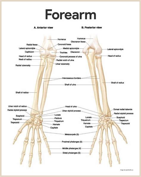 Image Result For Skeleton Upper Arm Anatomy Human Skeleton Anatomy