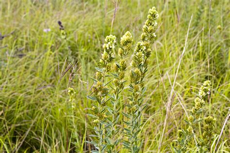 Cluster of stalkless (or nearly stalkless) flowers. Minnesota Seasons - round-headed bush clover