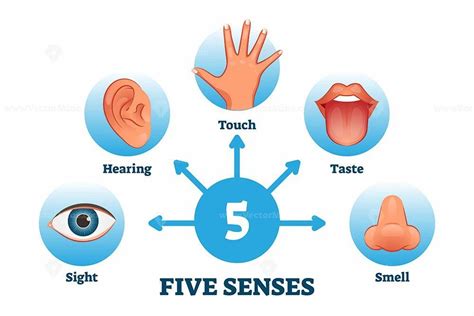 Five Senses Labeled Scheme To Receive Sensory Information Vector