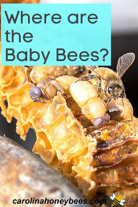 Baby Bees Where Are They Carolina Honeybees Baby Bee Bee Types