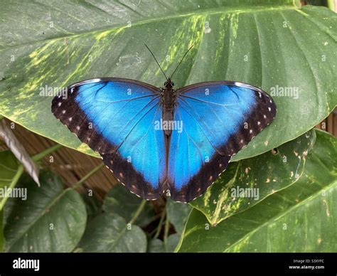 Blue Morpho Butterfly Stock Photo Alamy