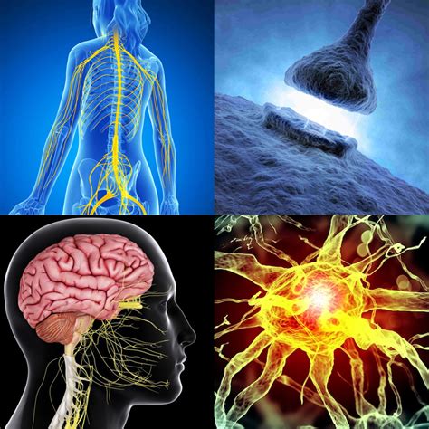 Sintético 97 Foto Efectos Del Alcohol En El Cerebro Y Sistema Nervioso