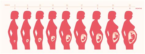 Cuáles son las diferentes etapas del embarazo