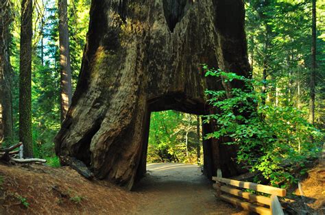 What Is The Tallest Tree In The World Called 11 Surprising Facts