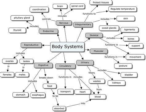 Concept Mapping The Nervous System Worksheet Education Com Worksheets