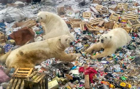 Hungry Polar Bear Found Wandering In Russia Industrial City
