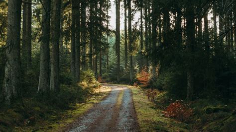 Download Wallpaper 3840x2160 Forest Road Pines Trees