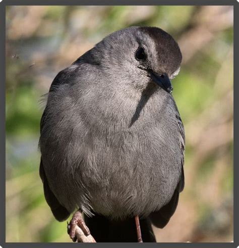 Gray Birds Seen In North America Gray Catbird Backyard Birds