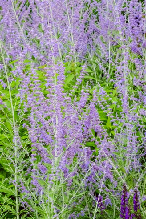 How To Grow And Care For Russian Sage Salvia Yangii