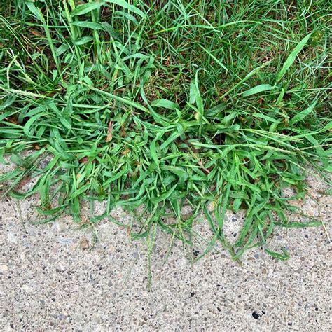 List 93 Pictures What Is Crabgrass And What Does It Look Like Full Hd