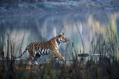 Ultimate Tiger Photography Tour At Bandhavgarh And Tadoba