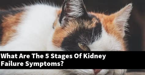What Are The 5 Stages Of Kidney Failure Symptoms Explained