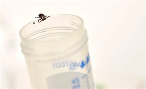 Over 14 Of World Has Had Lyme Disease—study Inquirer News