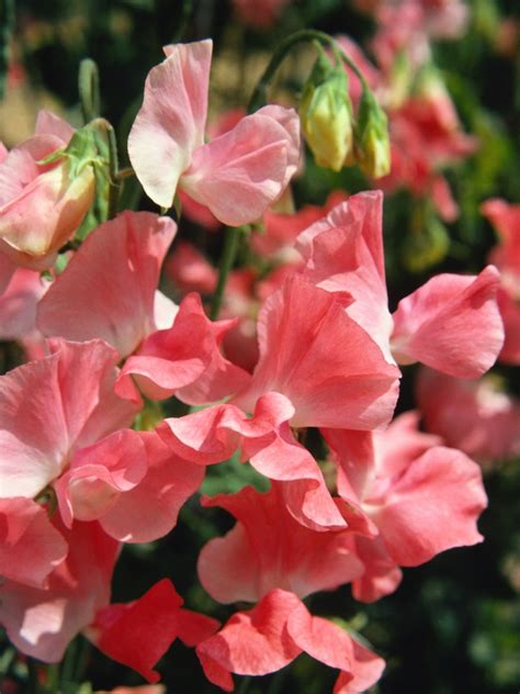 Sweet Peas How To Plant Grow And Care For Sweet Pea