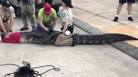 Father Saves Children From Large Alligator Cnn Video