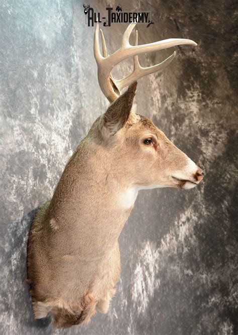 Whitetail Deer Taxidermy Mount For Sale Sku 1075 All