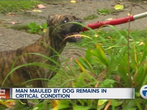 Man Mauled By Pack Of Dogs On Detroits East Side Dogs Pitbull