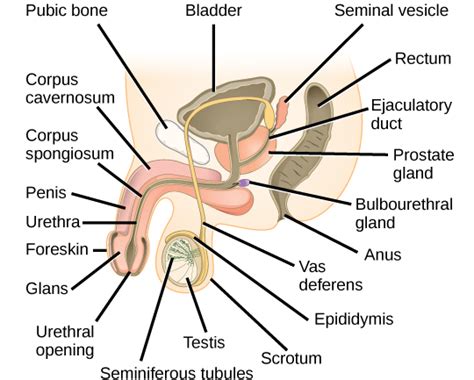 Immagini Di Anatomia Del Pene Blog Brain
