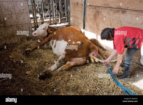 Farmer Setting Up The Ropes To Help The Cow Give Birth Stock Photo Alamy